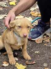 ANUJA, Hund, Mischlingshund in Bulgarien - Bild 16