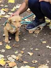 ANUJA, Hund, Mischlingshund in Bulgarien - Bild 17