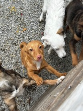 ANUJA, Hund, Mischlingshund in Bulgarien - Bild 3