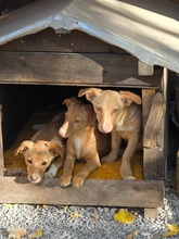 ANUJA, Hund, Mischlingshund in Bulgarien - Bild 4