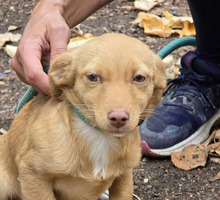 ANUJA, Hund, Mischlingshund in Bulgarien - Bild 9