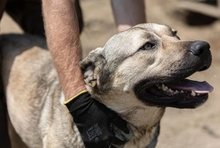 KALY, Hund, Mischlingshund in Rumänien - Bild 1