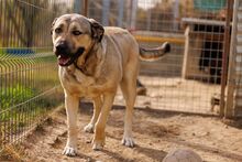 KALY, Hund, Mischlingshund in Rumänien - Bild 10