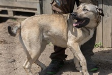 KALY, Hund, Mischlingshund in Rumänien - Bild 11