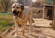 KALY, Hund, Mischlingshund in Rumänien - Bild 2