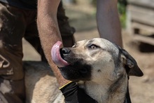 KALY, Hund, Mischlingshund in Rumänien - Bild 5