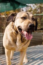 KALY, Hund, Mischlingshund in Rumänien - Bild 7