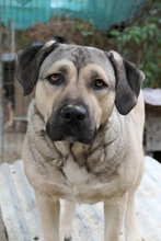 KALY, Hund, Mischlingshund in Rumänien - Bild 8