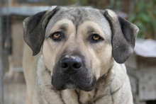 KALY, Hund, Mischlingshund in Rumänien - Bild 9