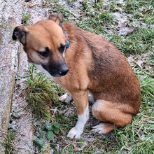 KIARA, Hund, Mischlingshund in Röthenbach - Bild 3