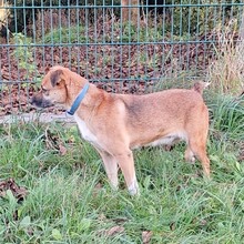 KIARA, Hund, Mischlingshund in Röthenbach - Bild 8