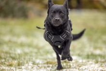 SIRIO, Hund, Mischlingshund in Wald-Michelbach - Bild 10