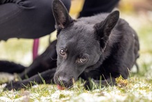 SIRIO, Hund, Mischlingshund in Wald-Michelbach - Bild 13