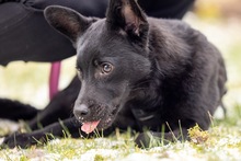 SIRIO, Hund, Mischlingshund in Wald-Michelbach - Bild 14