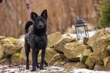 SIRIO, Hund, Mischlingshund in Wald-Michelbach - Bild 4