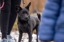 SIRIO, Hund, Mischlingshund in Wald-Michelbach - Bild 6