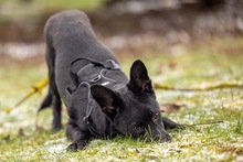 SIRIO, Hund, Mischlingshund in Wald-Michelbach - Bild 9