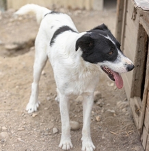 ERIC, Hund, Mischlingshund in Rumänien - Bild 2