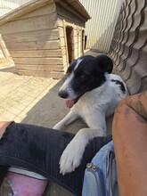 ERIC, Hund, Mischlingshund in Rumänien - Bild 6