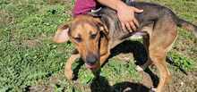 HERKULES, Hund, Mischlingshund in Bulgarien - Bild 3