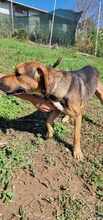 HERKULES, Hund, Mischlingshund in Bulgarien - Bild 6