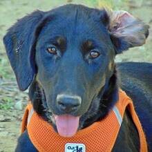 CANDY, Hund, Mischlingshund in Griechenland - Bild 4