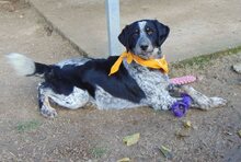 COOPER, Hund, Mischlingshund in Griechenland - Bild 10