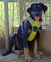 CARMEN, Hund, Mischlingshund in Griechenland - Bild 3