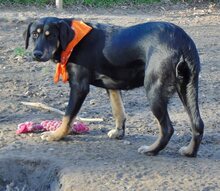 CARMEN, Hund, Mischlingshund in Griechenland - Bild 6