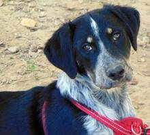 CELINE, Hund, Mischlingshund in Butzbach