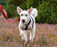 FUCHUR, Hund, Herdenschutzhund-Mix in Siggelkow - Bild 3