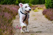 FUCHUR, Hund, Herdenschutzhund-Mix in Siggelkow - Bild 4