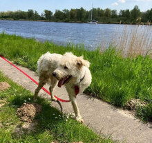 FUCHUR, Hund, Herdenschutzhund-Mix in Siggelkow - Bild 6