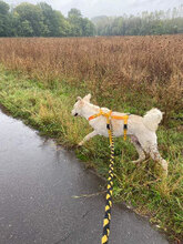 FUCHUR, Hund, Herdenschutzhund-Mix in Siggelkow - Bild 9