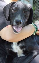 MICKEY, Hund, Mischlingshund in Griechenland - Bild 8