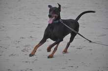 KENZO, Hund, Dobermann in Viersen - Bild 1