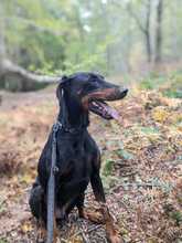 KENZO, Hund, Dobermann in Viersen - Bild 2