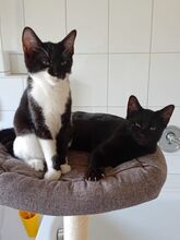 MOLLY, Katze, Europäisch Kurzhaar in Mannheim - Bild 7