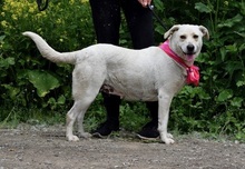 FLORAC43, Hund, Mischlingshund in Slowakische Republik - Bild 3