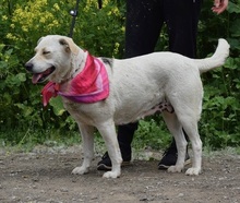 FLORAC43, Hund, Mischlingshund in Slowakische Republik - Bild 6