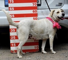 FLORAC43, Hund, Mischlingshund in Slowakische Republik - Bild 8