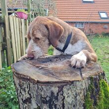 ALANO, Hund, Mischlingshund in Großefehn - Bild 10