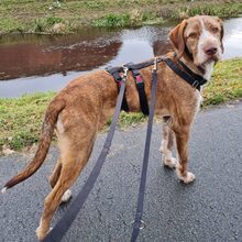 ALANO, Hund, Mischlingshund in Großefehn - Bild 13