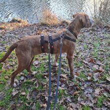 ALANO, Hund, Mischlingshund in Großefehn - Bild 3