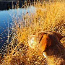 ALANO, Hund, Mischlingshund in Großefehn - Bild 4