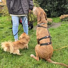 ALANO, Hund, Mischlingshund in Großefehn - Bild 7