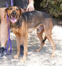 REGGIE, Hund, Mischlingshund in Zypern - Bild 2