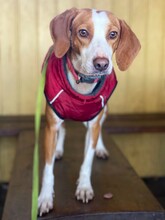 FINDUS, Hund, Mischlingshund in Lingen - Bild 1