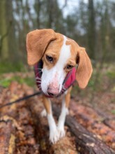 FINDUS, Hund, Mischlingshund in Lingen - Bild 12