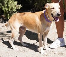 COOPER2, Hund, Labrador-Mix in Zypern - Bild 1